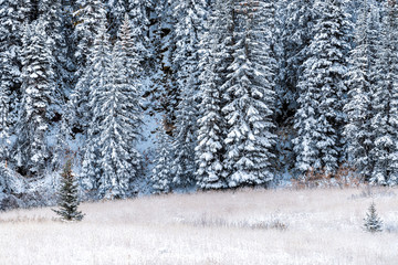 Maroon Bells pine fir spruce trees in Aspen, Colorado rocky mountain closeup after winter snow frozen forest in autumn 2019 with mist on meadow
