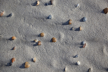 Von der Flut angespühlte Muscheln