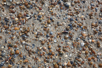 Von der Flut angespühlte Muscheln
