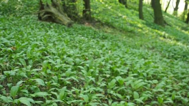 Field of green plants of ramson - wild garlic (Allium ursinum) in woods in HD VIDEO. Illuminated by soft daylight. Low depth of field and blurred background. Close-up.