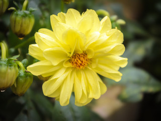 yellow flower