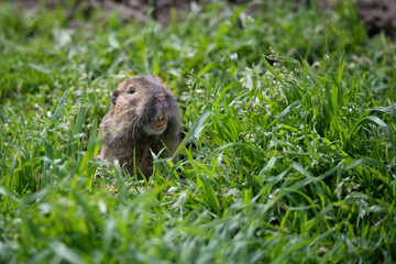 Furry little Gopher peeking out of its hole