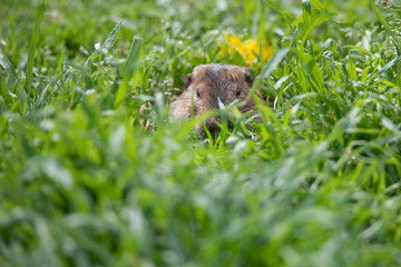 Furry little Gopher peeking out of its hole