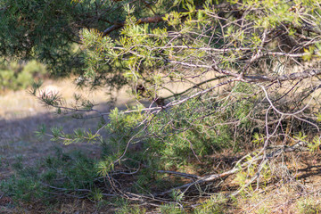 Park zone. Pine forest