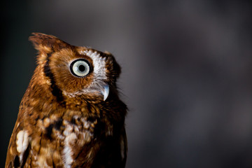 Screech Owl