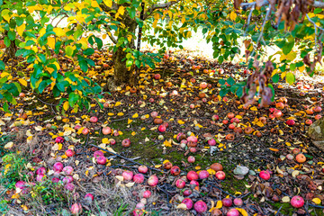 Obraz premium Apple orchard with view under tree and fallen rotting fruit on garden ground in autumn fall farm countryside in Virginia picking