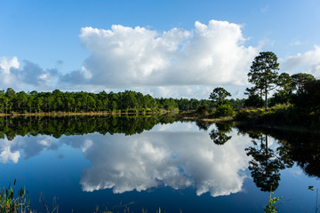 Green pine trees and puffy white clouds reflected on a smooth lake, Halpatiokee Regional Park, Stuart, Florida, USA