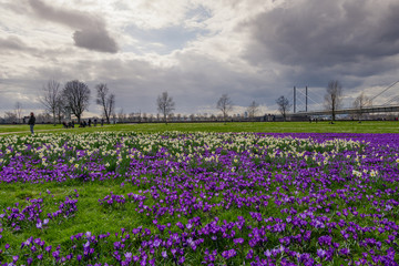 View of blooming Blue Purple Crocus flowers field and meadow at Rheinpark along riverside of Rhine River and blur background of cityscape and cloudy sky. 
