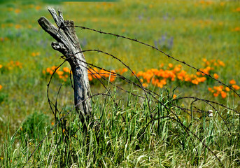 Remnants of Old Electric barbed wire fence