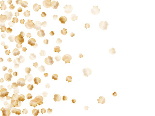 Oceanic scallop, bivalve pearl shell, marine mollusk isolated on white wild life nature background