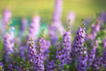 a selective focus of fresh flowers for background