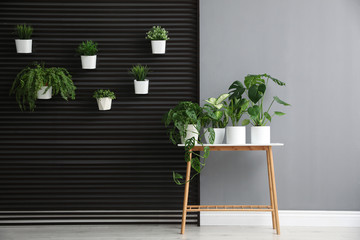 Plants on wooden table in room. Stylish interior design