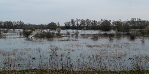 shrubs in water in the Ooijpolder