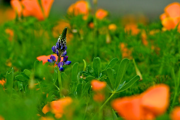 “Stand out in a crowd”, lone purple lupine in field of California poppies 