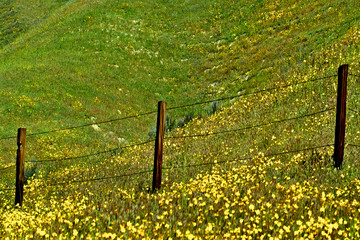 The grass is greener on the other side of the fence