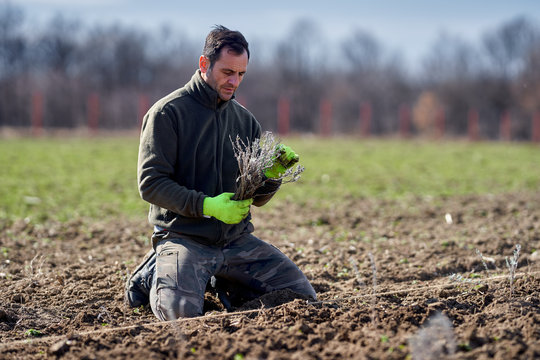 Farmer Planting Lavender