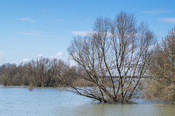 Trees standing in flooded water