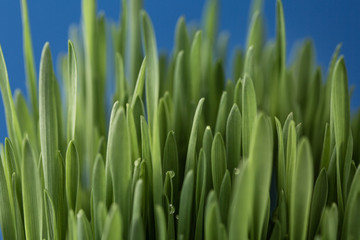 Fototapeta na wymiar Green grass on a blue isolated background