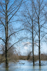 Trees standing in flooded water