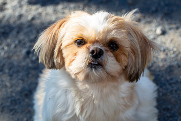 portrait of a maltes dog