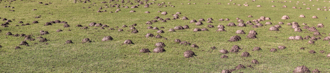 Maulwurfshügel Panorama