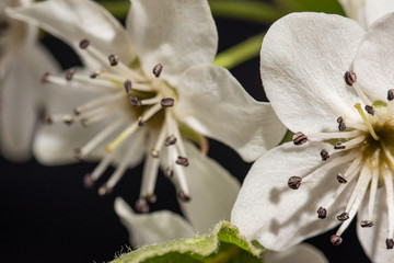 Fototapeta na wymiar White Spring Flower on Fruit Tree