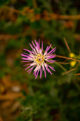 My favourite pink flower
