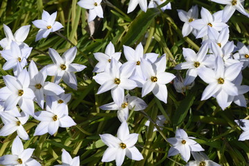 Spring starflower (Ipheion uniflorum) is a bulbous plant that blooms star-shaped flowers in spring.