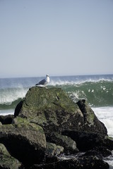 seagull sitting on a rock with a large wave crashing behind it