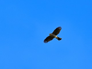 青空バックに颯爽と飛ぶハイタカ