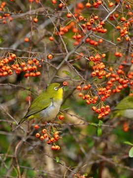 324 Best ピラカンサ Images Stock Photos Vectors Adobe Stock