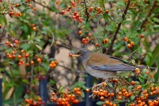 ピラカンサ Images Browse 401 Stock Photos Vectors And Video Adobe Stock