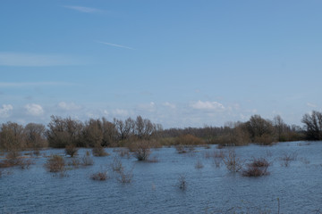 shrubs in water in the Ooijpolder