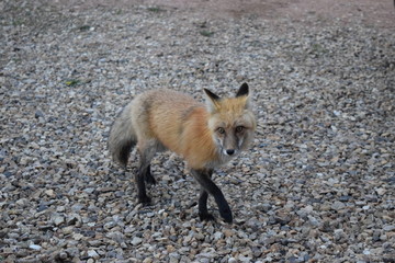 Fox on Rocks