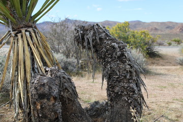 Tree in Desert