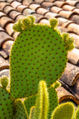 Late May Prickly pear or Opuntia cactus on a blurred roof tiles background in Brisighella, Province...