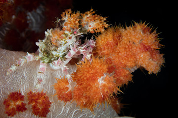 A Soft coral crab, Hoplophrys oatesii, has camouflaged itself with living coral polyps in Raja...