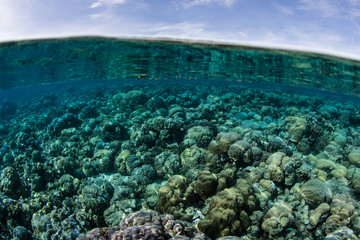 Fototapeta na wymiar Reef-building corals cover the shallow seafloor in Papua New Guinea. This tropical region is part of the Coral Triangle due to its amazing marine biodiversity.