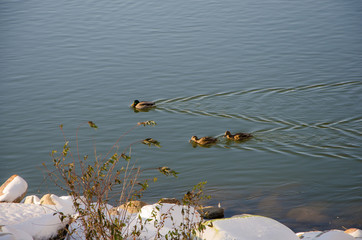 Couple Ducks Swimming on a River