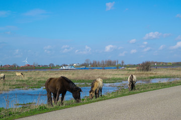 Horses standing next to flooded water