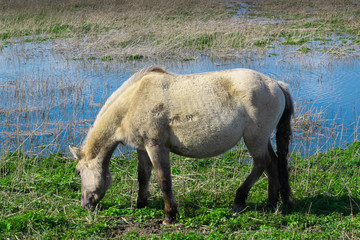 Obraz na płótnie Canvas Horse eat grass in polder landscape