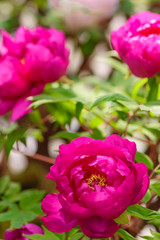 初夏の花　牡丹