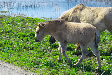 Horses standing next to flooded water
