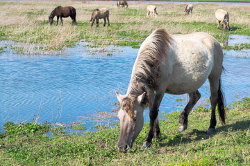 Fototapeta premium Horse eat grass in polder landscape