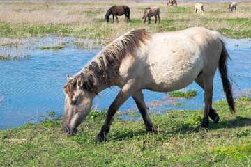Horse eat grass in polder landscape