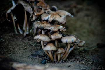 mushrooms