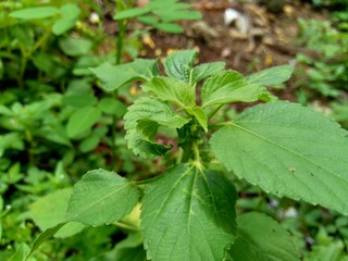 Indian copperleaf or Acalypha Indica L. in the garden with green flowers. Boehmeria zollingeriana also called a cat's face.