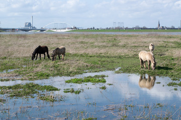 Horses standing in flooded water