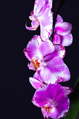 Lilac orchids, dark background, beautiful background, bright large flowers