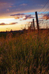 Obraz premium sunset over field